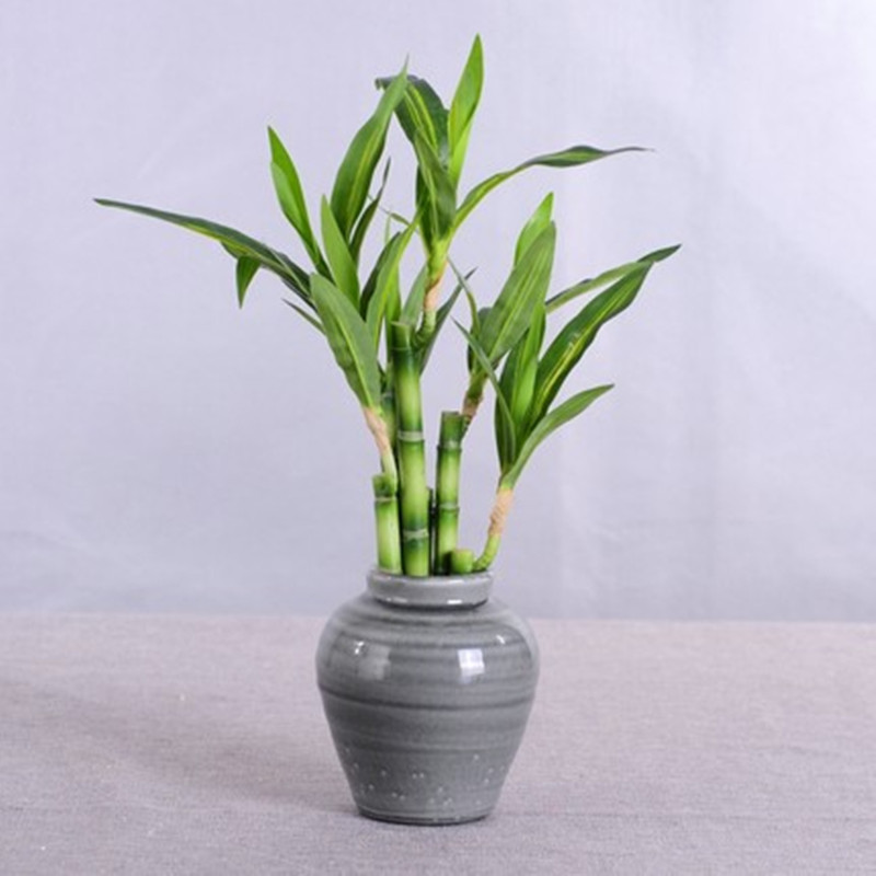 New 40cm rFtificial Lucky Bamb - огляд і ціна Desk Setup Green