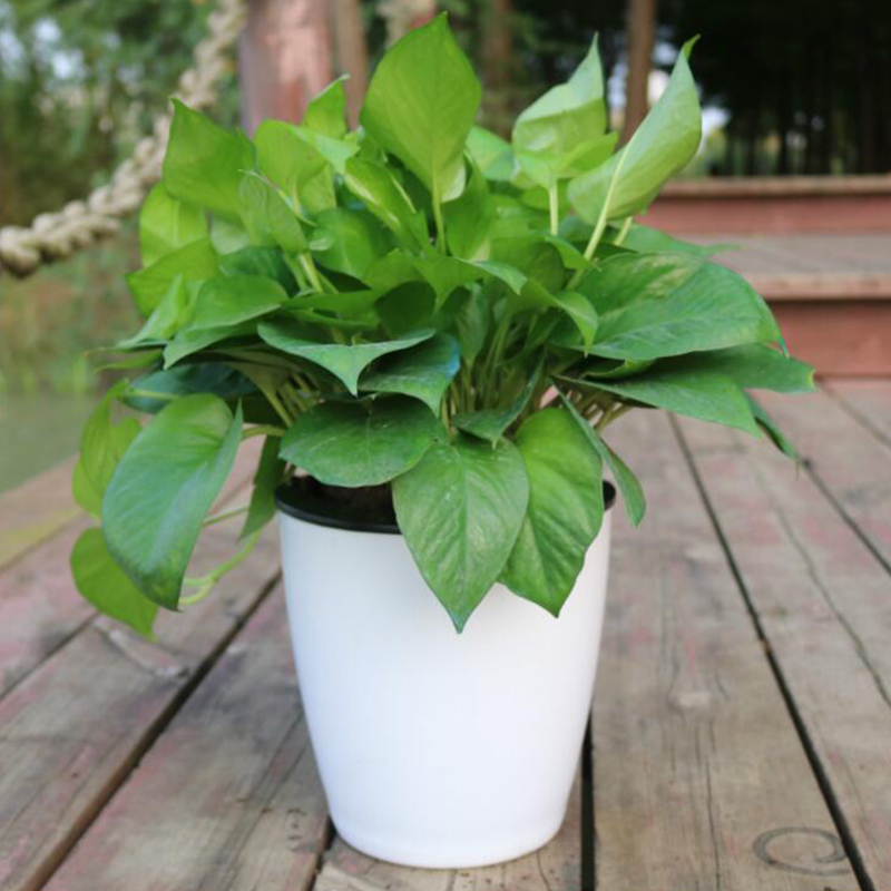 Lazy Flower Automatic Pot Flow - огляд і ціна Desk Setup Green